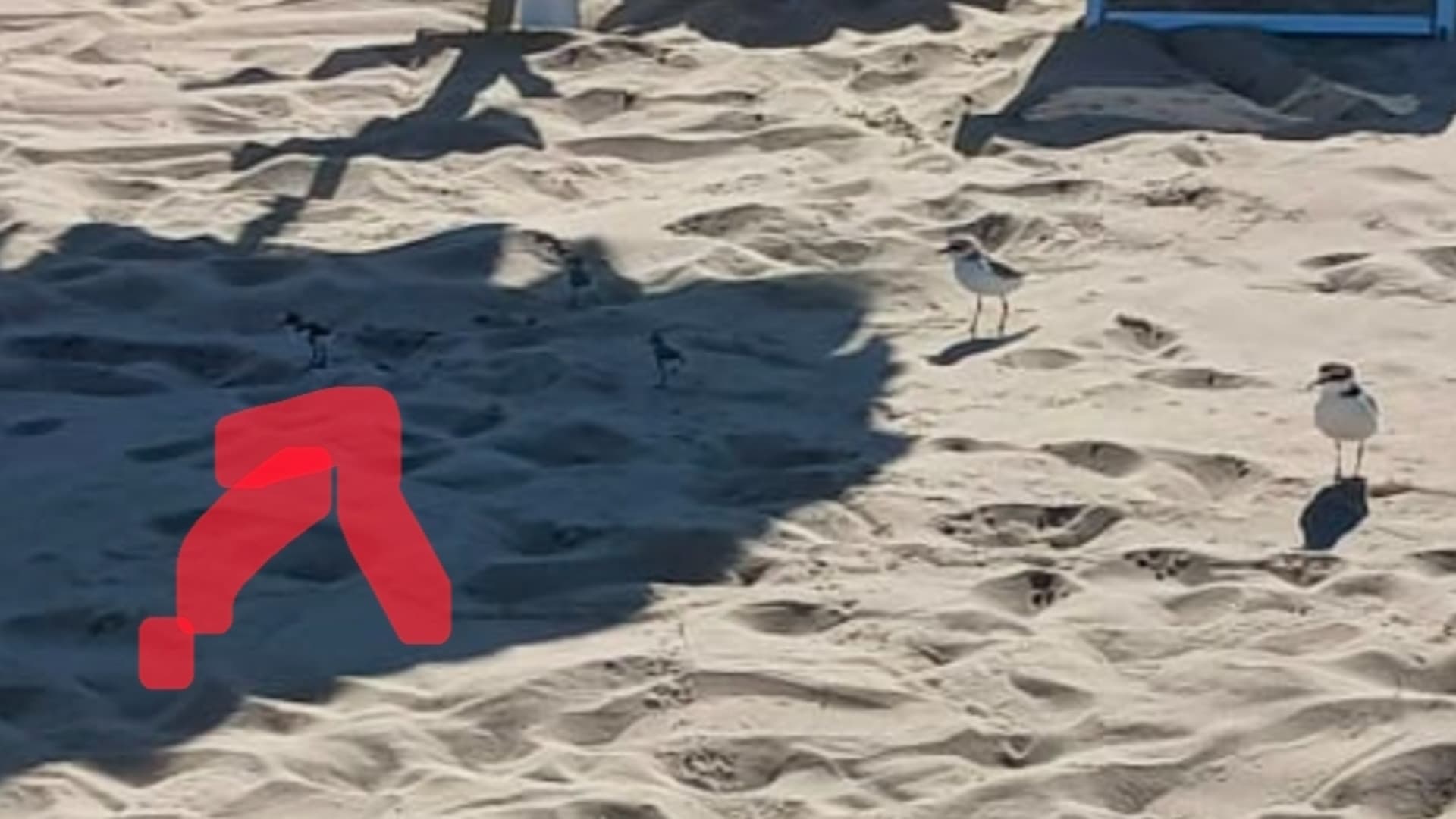 Giulianova, il fratino conquista l'ex Rosso di Sera: nasce un'oasi nel degrado